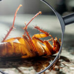 Choosing safer pesticides for a healthier living environment